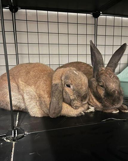 two brown rabbits snuggling together