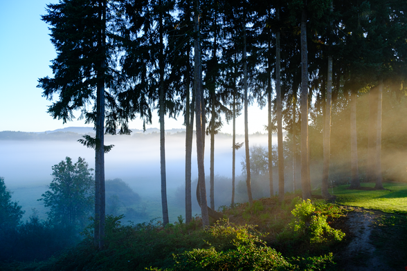 Landscape photo of a fogged in valley, through some trees, with sun streaming in from the right.