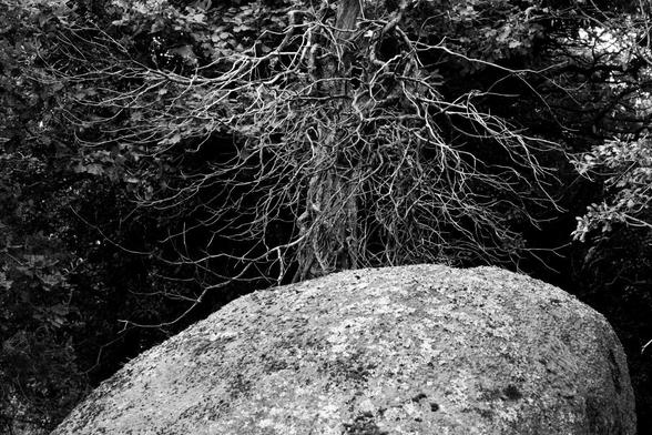 A rock in front of a tree