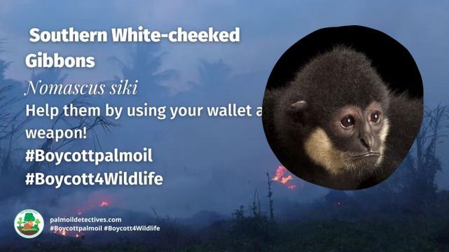 Southern White-cheeked Gibbons Nomascus siki boycott palm oil