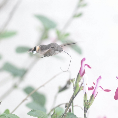Photo of Macroglossum stellatarum (Eurasian Hummingbird Hawkmoth) by matteo_alvise. Attribution: (c) Matteo Alvise Fusaro, some rights reserved (CC BY).