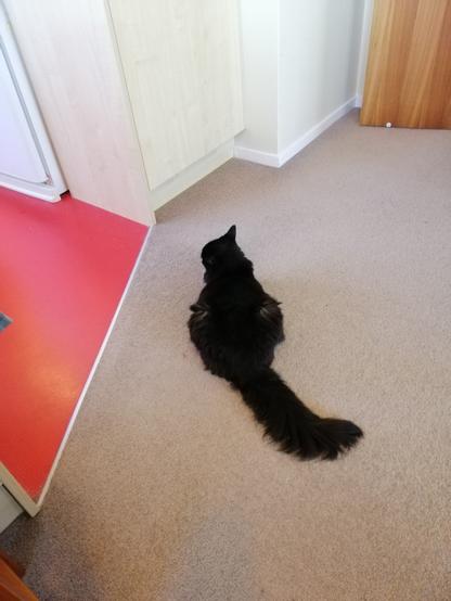 A floofy tuxedo cat (only black fur visible) loafs on beige carpet with her tail stretched out behind her. She is precisely positioned between two egress points out of the room she is in so that neither is easily accessed by humans. We call this playing roundabouts. At least it's not at the top of the stairs this time.
