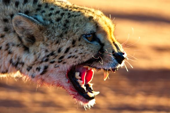 Zoom at cheetah blooded mouth