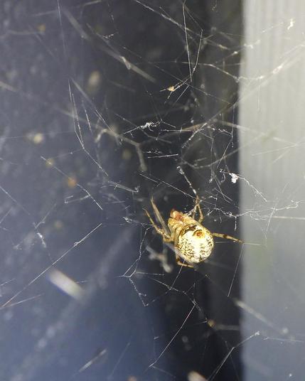 A round-bellied, yellow and brown spider hangs belly-up in her web, with her rear towards us. The web silk goes every which way, filling the corner she has chosen for her trap.
From this viewpoint we can see the spinnerets at the tip of her abdomen, and the 8-sided circle where her legs come together. 3 pairs of legs hold the web above her; the 4th pair point in our direction.
Background; dark grey wall, pale grey post.