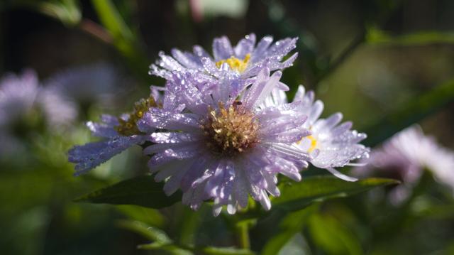 Pinkish wet flowers