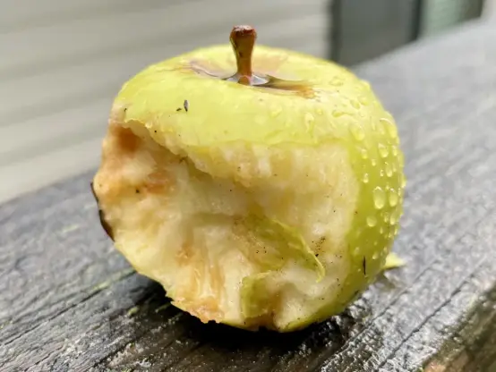 An Asian pear on the top plank of a fence. It’s dripping from rain and is half eaten, with tiny teeth marks in its flesh.