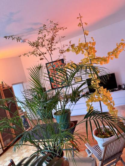 A cozy indoor scene featuring various houseplants, including leafy green palms and vibrant yellow flowers. The background shows light-colored furniture and warm lighting with an art piece on the wall.

ginkgo & birke