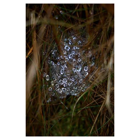 Closeup of a small spider web covered in dewdrops, framed by blurred blades of grass.