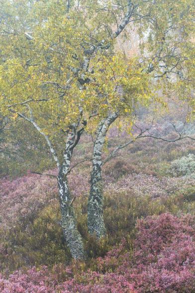 Zwei Birken im Herbst mit verfärbtem Laub. Die Umgebung besteht aus herbstlichen Farben. Viel Bewuchs am Boden, der rötlich verfärbt ist. Bis auf die Birken ist nicht viel auf dem Foto.