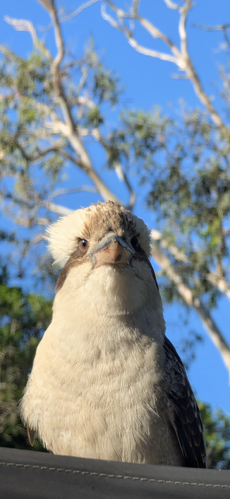 A kookaburra for some reason highly interested in me  staring me down