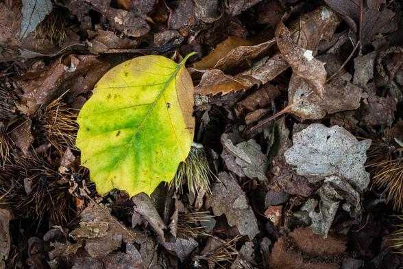 beech leaf on dead leaves