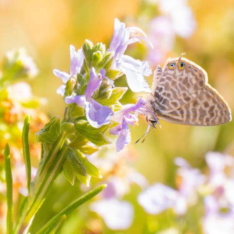 𝗣𝗶𝗰𝘁𝘂𝗿𝗲 𝗗𝗲𝘀𝗰𝗿𝗶𝗽𝘁𝗶𝗼𝗻 (𝗘𝗻𝗴): A Common Zebra Blue perches on a rosemary plant that still has flowers. The butterfly displays a pattern of wavy lines and brown and gray stripes, with two blue and orange ocelli near the trailing edge of the wing. The scene has warm, soft lighting, with a blurred background of gold and green hues.

𝗗𝗲𝘀𝗰𝗿𝗶𝗽𝗰𝗶𝗼́𝗻 (𝗘𝘀𝗽): Una Mariposa Gris Estriada se posa a libar en una planta de romero que aún tiene flores. La mariposa presenta un patrón de líneas onduladas y estrías marrones y grises, con dos ocelos azules y anaranjados cerca del margen posterior del ala. La escena tiene una iluminación cálida y suave, con un fondo desenfocado de tonos dorados y verdes.

Cámara Panasonic Lumix G90
Objetivo Panasonic 14-140 f3.5-5.6 II + Anillos de extensión 10mm y 16mm
Datos Exif: Modo Manual, ƒ5.6, 1/1250s, ISO 640, 280mm equivalente