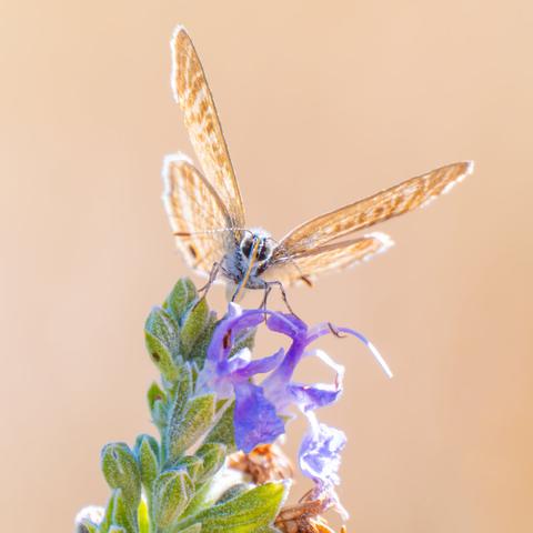𝗣𝗶𝗰𝘁𝘂𝗿𝗲 𝗗𝗲𝘀𝗰𝗿𝗶𝗽𝘁𝗶𝗼𝗻 (𝗘𝗻𝗴): A Lang's Short-Tailed Blue seen from the front, foreshortened, sipping nectar from a rosemary flower in the warm light of sunset. Its translucent, delicately patterned wings glow softly, standing out against a blurred beige background. The deterioration of the wings of some specimens could be due to the long and dangerous migrations they undertake.

𝗗𝗲𝘀𝗰𝗿𝗶𝗽𝗰𝗶𝗼́𝗻 (𝗘𝘀𝗽): Mariposa gris estriada vista de frente, en escorzo, libando néctar en una flor de romero bajo la luz cálida del atardecer. Sus alas translúcidas y con un delicado dibujo se iluminan suavemente, destacando sobre un fondo beige difuminado. El deterioro de las alas de muchos ejemplares podría deberse a las migraciones tan largas y peligrosas que emprenden.

Cámara Panasonic Lumix G90
Objetivo Panasonic 14-140 f3.5-5.6 II + Anillos de extensión 10mm y 16mm
Datos Exif: Modo Manual, ƒ5.6, 1/400s, ISO 640, 280mm equivalente