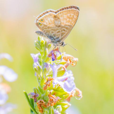 𝗣𝗶𝗰𝘁𝘂𝗿𝗲 𝗗𝗲𝘀𝗰𝗿𝗶𝗽𝘁𝗶𝗼𝗻 (𝗘𝗻𝗴): A common zebra blue butterfly perched on a rosemary flower, displaying a distinctive pattern on its brown and gray wings in soft, warm light, with the background blurred in green and gold tones.

𝗗𝗲𝘀𝗰𝗿𝗶𝗽𝗰𝗶𝗼́𝗻 (𝗘𝘀𝗽): Mariposa gris estriada posada sobre una flor de romero, mostrando un característico  patrón en sus alas marrones y grises bajo una luz suave y cálida, con el fondo difuminado en tonos verdes y dorados.

Cámara Panasonic Lumix G90
Objetivo Panasonic 14-140 f3.5-5.6 II + Anillos de extensión 10mm y 16mm
Datos Exif: Modo Manual, ƒ5.6, 1/640s, ISO 800, 280mm equivalente