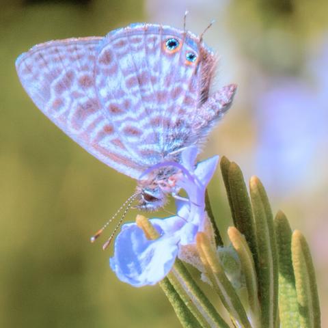 𝗣𝗶𝗰𝘁𝘂𝗿𝗲 𝗗𝗲𝘀𝗰𝗿𝗶𝗽𝘁𝗶𝗼𝗻 (𝗘𝗻𝗴): A Lang's Short-Tailed Blue butterfly feeding on nectar from a rosemary flower, its wings closed showing its beige and gray pattern, and small ocellated spots shining in the soft sunlight.

𝗗𝗲𝘀𝗰𝗿𝗶𝗽𝗰𝗶𝗼́𝗻 (𝗘𝘀𝗽): Mariposa gris estriada alimentándose del néctar de una flor de romero, con las alas cerradas mostrando su patrón beis y gris, y unas pequeñas manchas oceladas brillando bajo la luz suave del sol.

Cámara Panasonic Lumix G90
Objetivo Panasonic 14-140 f3.5-5.6 II + Anillos de extensión 10mm y 16mm
Datos Exif: Modo Manual, ƒ8.0, 1/250s, ISO 320, 280mm equivalente