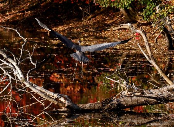 Grand Héron dans le décor de l’automne. Photographie par Cindy Cinnamon
