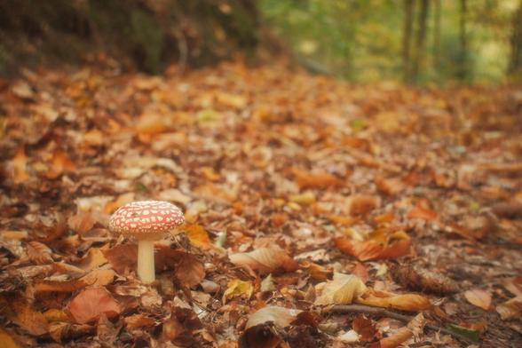 Photo d'un petit Amanita muscaria entouré de feuilles mortes