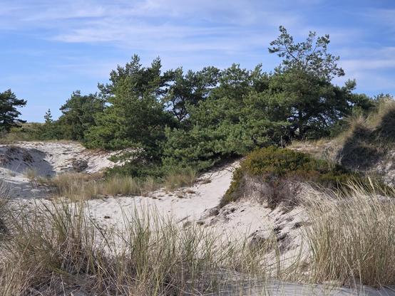 Dünenlandschaft, Gräser, Büsche, blauer Himmel