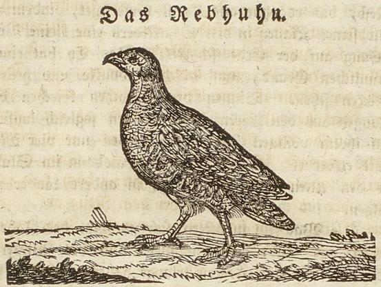 Holzschnittabbildungen eines Rebhuhns mit Überschrift "Das Rebhuhn"