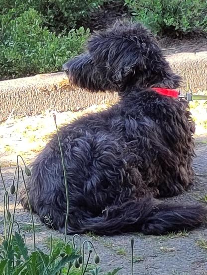 Mijn hond Koosje lag kort geleden , toen het nog warm was, nog lekker buiten in de schaduw 'op wacht'😅 (nee dus) en hield bij of katten langs kwamen 🤣
