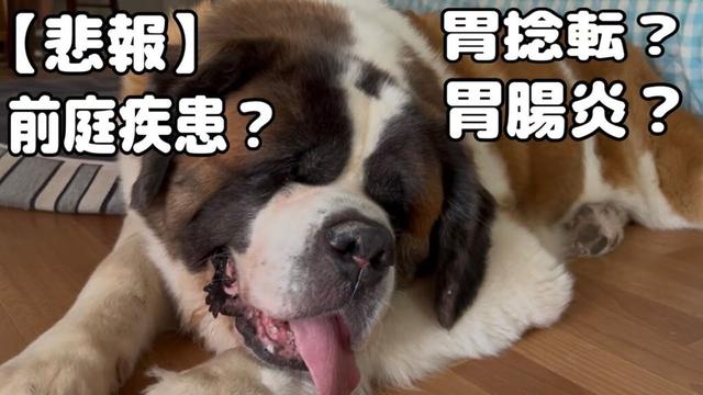 【セントバーナード悲報】何度もリバースしたので急遽夜間病院へ駆け込みました。　胃捻転？胃腸炎？結局かかりつけ病院では正しい前庭疾患との診断を受けました。