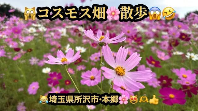 【プレミア】【４ｋ】🙀コスモス畑・散歩😱埼玉県所沢市・本郷(23m47s)🤣#ヒーリング#Healing BGM:#piano #riokazumiのピアノ語り