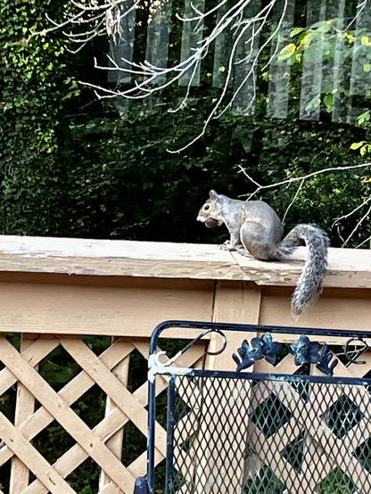 Photo 1 of 4. A squirrel walks along the top of a tan painted wooden deck railing with a chestnut in its mouth. The chestnut is so large, the squirrel can barely hold it. There are dark green trees in the background.