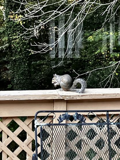 Photo 2 of 4. The squirrel stops walking, grasps the chestnut in its front paws, and begins to eat the nut. It is facing to the side, still perched on the deck railing.