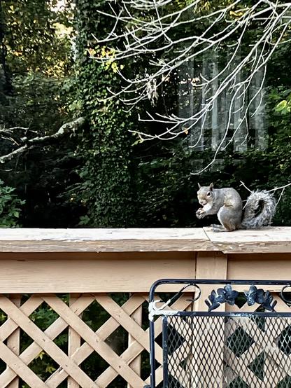Photo 3 of 4. The squirrel notices it is being watched and turns its head toward the camera with the half-eaten chestnut still in its paws.