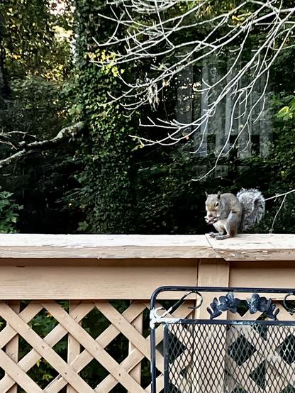 Photo 4 of 4. The squirrel decides that the human with the camera isn't a threat and goes back to eating the chestnut. Its body is now angled toward the camera.