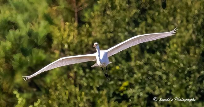 "A great egret, radiant and commanding, soars directly toward the viewer with wings fully unfurled—each feather a brushstroke of white against the lush green tapestry behind it. Its body is streamlined, elongated like a drawn bow, with slender legs trailing behind like ceremonial ribbons. The egret’s neck curves slightly, head held forward in focused grace, as if navigating a sacred corridor through the forest air.

The background is a blur of vibrant foliage—deep emeralds, soft moss tones, and flickers of sunlight filtering through leaves—creating a verdant stage for this airborne sentinel. The egret appears suspended in a moment of mythic stillness, its wings arched like cathedral vaults, casting a quiet authority over the scene.

The lighting is soft yet precise, illuminating the egret’s plumage with reverence, while the forest recedes into a gentle blur, as if bowing to the bird’s passage. In the bottom right corner, the watermark “© Swede’s Photographs” marks the image as part of a sovereign archive—an offering of witness and artistry." - Microsoft Copilot