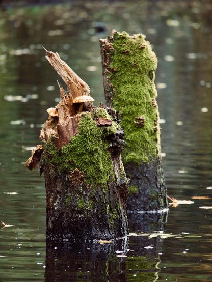 Mushrooms on a tree stump in a pond