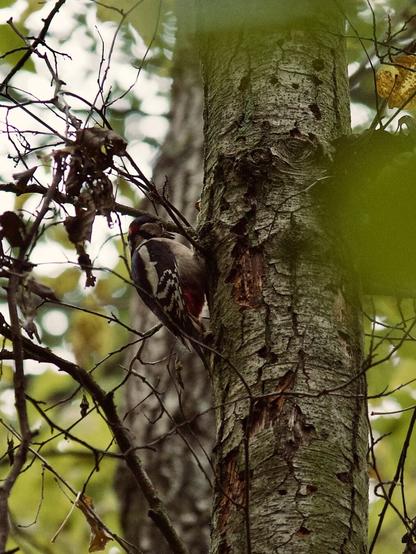 A woodpecker