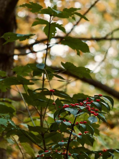 Nandina berries
