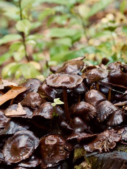 More mushrooms