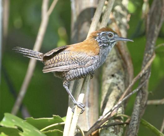 An alert-looking stripy wren with a rusty cap and mantle is perched on a reed in from of some other reeds, a tree trunk,  and blurred-out large (banana?) leaves in the background. The bird is spotlight by light coming from the direction of the viewer. This is a Riverside Wren but I managed to get this shot without actually stepping back into the water. Puerto Jiminez, Costa Rica. Photo by Peachfront. June 2025.