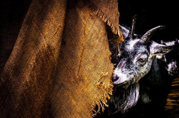 Gray goat with curved horns and a long beard peeks from behind a large, frayed burlap sack. The light highlights the goat's facial features and the rough texture of the burlap against a dark background.