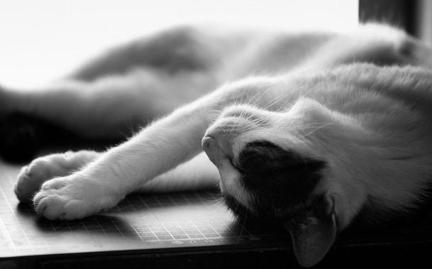 A black and white photo of a cat peacefully sleeping on its side with its front legs stretched out. The soft lighting highlights the cat’s fur and relaxed posture, creating a calm and cozy atmosphere.