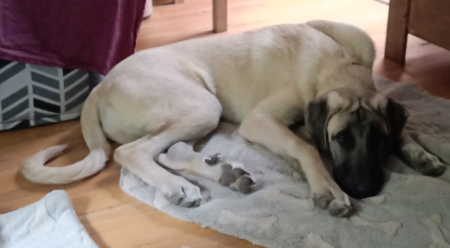 un kangal de 5 mois couché sur un tapis et regardant l’objectif