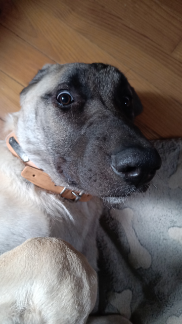 gros plan sur la tête du chien regardant l’objectif