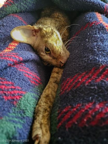 A little tabby cat with short curly fur is lying on her side wrapped in a tartan ish patterned blue red and green blanket. She has one eye open looking at us. she has long white whiskers.