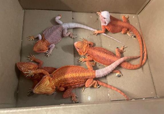 Five orange lizards in a box