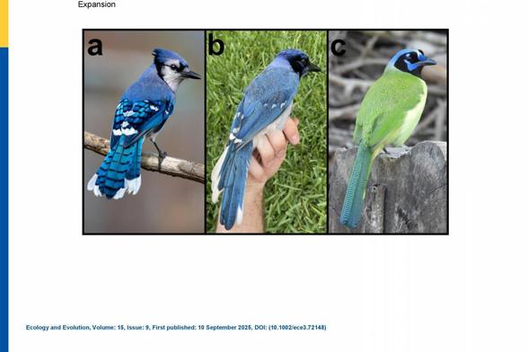 Arrendajo híbrido hallado en Texas (en el centro), entre los ejemplares azul (izquierda) y verde (derecha). (Laboratorio de Ornitología de Cornell, Biblioteca Macaulay.)