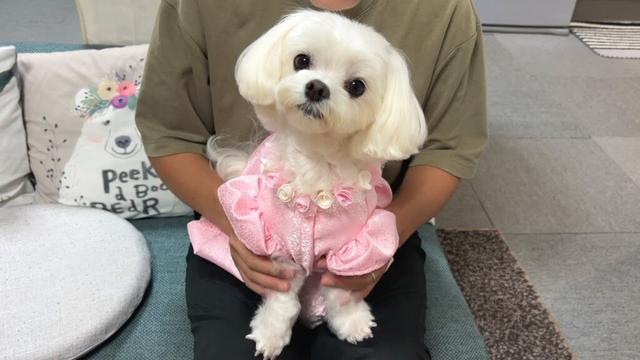 【祝7歳】シニアになってますます可愛くなったマルチーズの超めでたい日【マルチーズ】