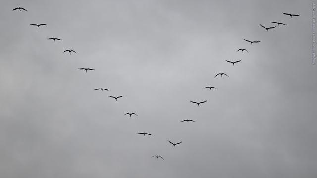 Kraniche fliegen in den Süden. Auch in Baden-Württemberg und Rheinland-Pfalz kann man sie beobachten.  (Foto: dpa Bildfunk, picture alliance/dpa | Arne Dedert)
