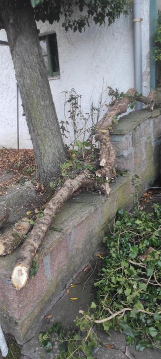 Armdicke Wurzeln des Efeus auf einer Steinmauer. Im Hintergrund der Stamm eines Baumes, an dem die Wurzeln ehedem entlang wuchsen. Dahinter weiß getünchtes Gebäude