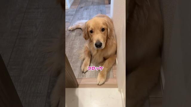 ドアの向こうからすんすん聞こえる #大型犬 #ゴールデンレトリバー