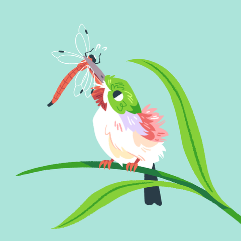 A painting of a broad-billed tody standing on a strand of grass, holding a (comparatively) large red damselfly in its beak.