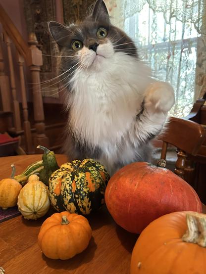 A grey and white kitty with a big floofy ruff standing behind an array of squashes. Her one paw is raised and she is looking intently beyond the camera. Among the squashes are a medium sugar pumpkin, a round orange kabocha squash, a mini pumpkin, a colorful green, yellow, and orange carnival squash, and four small gourds of various colors and shapes.