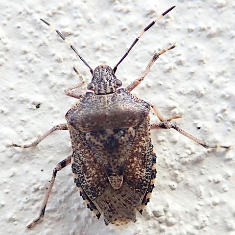 nahaufnahme, makro, quadratischer ausschnitt. an einer weiß gestrichenen hauswand hängt eine wanze mit sehr typischer körperform, flach, gedrungen und wappenschildförmig. farblich ist sie eher unauffällig, der hellbeige untergrund ist so dicht mit sehr kleinen braunen und schwarzen pünktchen bedeckt, dass nur geringe teile unbedeckt bleiben, alle recht verstreut verteilt, an manchen stellen mehr braune, anderswo mehr schwarze, insgesamt entsteht ein eindruck den ich sandig nennen würde. der halsschild ist deutlich aufgewölbt, das dreieckige schildchen dahinter ist recht groß und hat eine hellere, abgerundete spitze. auch auf den hellen transparenten hautflügeln die dahinter herausschauen sind pünktchen, etwas spärlicher. der käfer hält sein rechtes hinterbein ziemlich weit nach vorne, bis ans mittlere, so dass es erst so aussieht als fehle ihm dieses hinterbein, aber das täuscht.